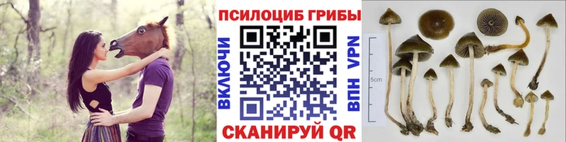 купить наркоту  Новокубанск  Псилоцибиновые грибы Magic Shrooms 